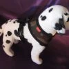 Puppia Soft Harness - L - Camouflage